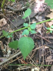 Urtica chamaedryoides