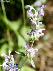 Nepeta curviflora