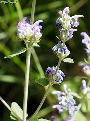 Nepeta curviflora