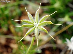 Nigella ciliaris