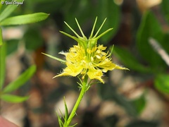 Nigella ciliaris