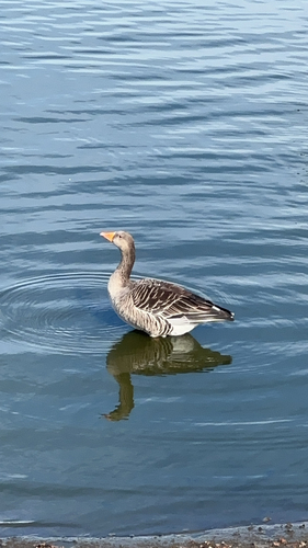 Greylag Goose