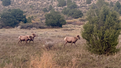 Bighorn Sheep