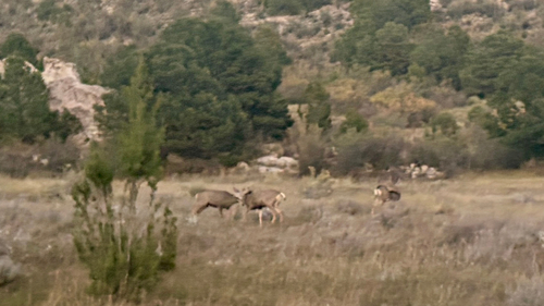Mule Deer