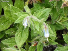 Podonosma orientalis