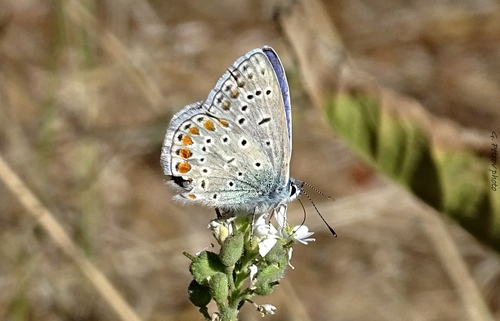 Common Blue
