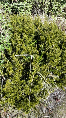 Bog pine (Halocarpus bidwillii)