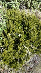 Halocarpus bidwillii