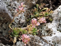 Rosularia lineata