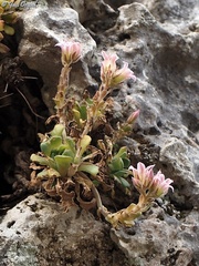 Rosularia lineata