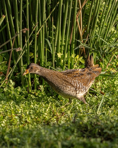 Spotted Crake