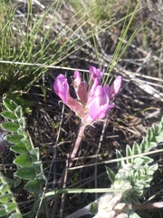 Astragalus inflexus
