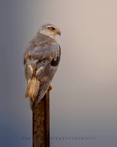 Black-winged Kite