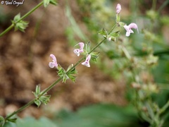Salvia hierosolymitana