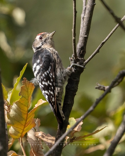 Lesser Spotted Woodpecker