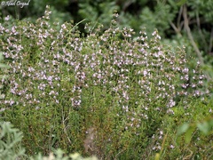 Satureja thymbra