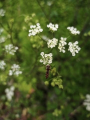Episyrphus balteatus