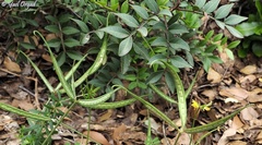 Securigera securidaca