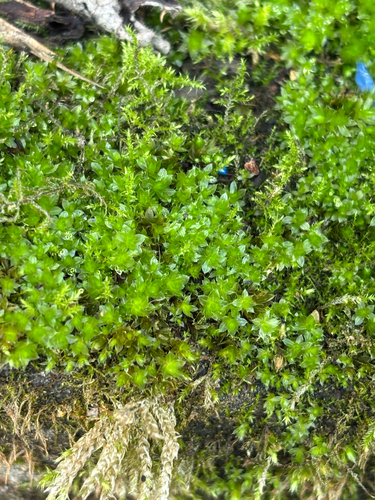 Rosulabryum capillare observed 2026-10-03