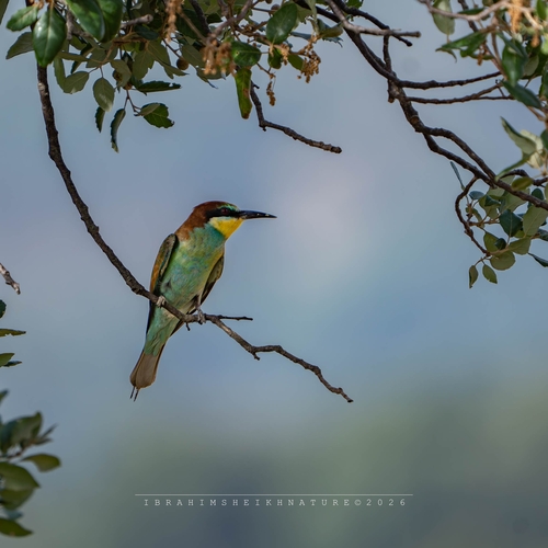 European Bee-eater