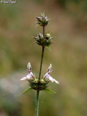 Stachys distans
