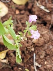 Stachys neurocalycina