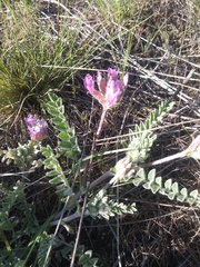 Astragalus inflexus