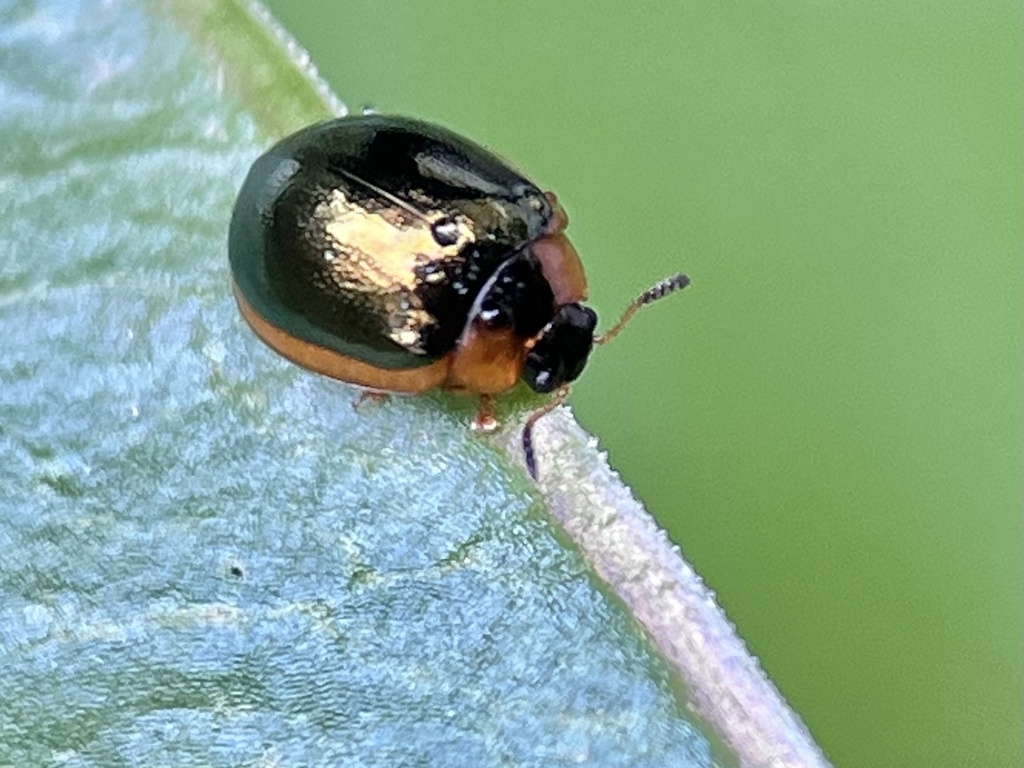 Plagiodera bicolor