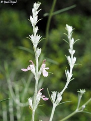 Teucrium creticum