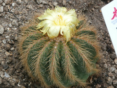 Parodia magnifica