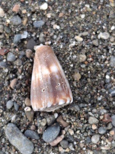 Conus gladiator observed 2026-10-03