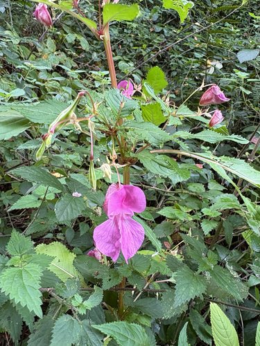 Himalayan balsam