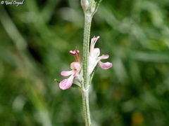 Teucrium creticum