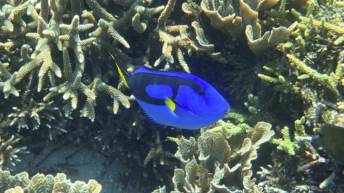 Paracanthurus hepatus observed 2026-10-04