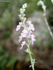 Teucrium creticum