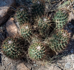 Coryphantha octacantha