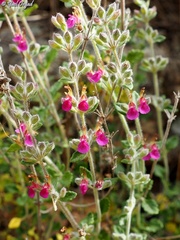 Teucrium divaricatum