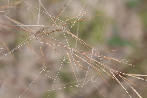 Aristida tuberculosa, 2026-10-02