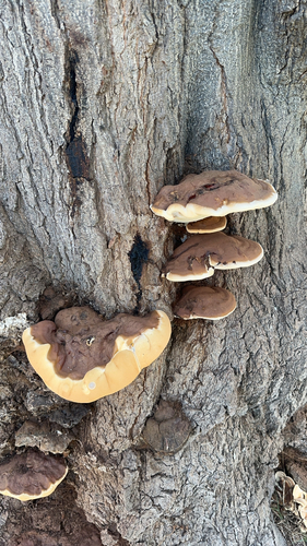Ganoderma resinaceum
