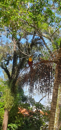 Red-breasted Toucan