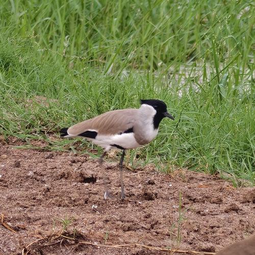 River Lapwing