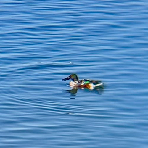 Northern Shoveler