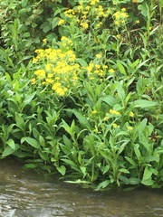 Rorippa amphibia