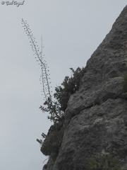 Verbascum levanticum
