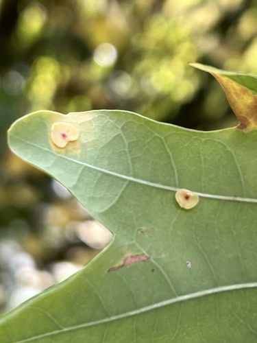 Smooth Spangle Gall Wasp