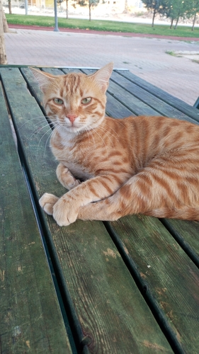 Domestic Cat