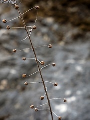 Verbascum levanticum