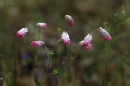 Rhodanthe manglesii, 2026-10-04