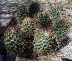 Coryphantha octacantha