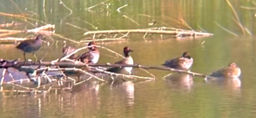 Green-winged Teal